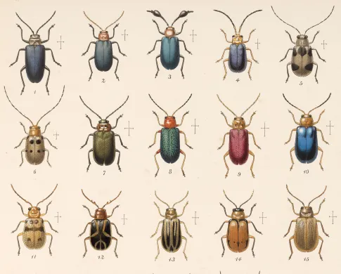 illustrations of colorful beetles against a cream paper