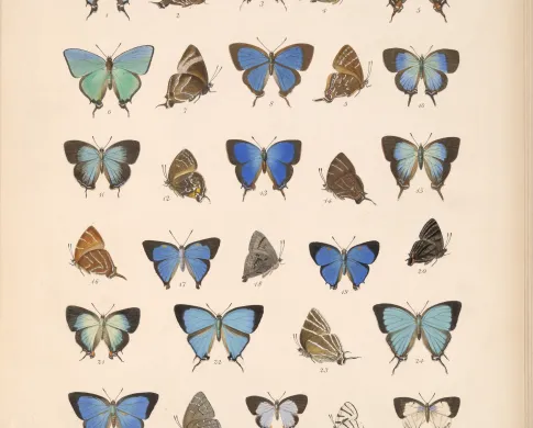 colorful shades of blue butterflies against a cream background