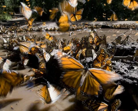 several orange winged monarchs 