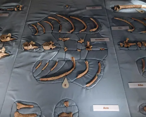 An image of Neanderthal bones on display in the Human Origins exhibit. 