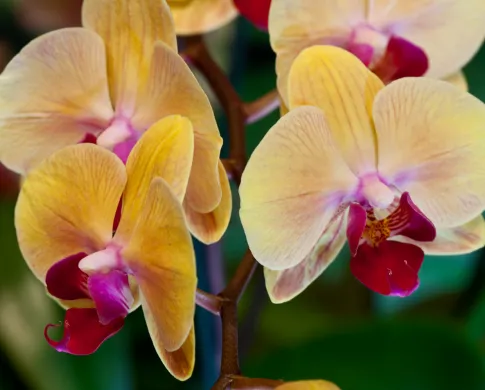 pink and yellow orchids