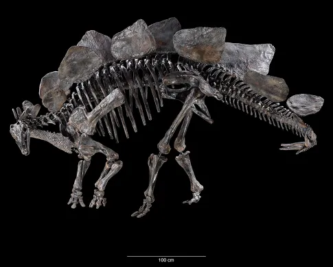 Fossil skeleton of a Stegosaurus