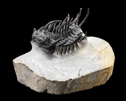 Black fossil of a trilobite sticking up out of a piece of white rock. The trilobite has a segmented body with more than a dozen appendages sticking up.