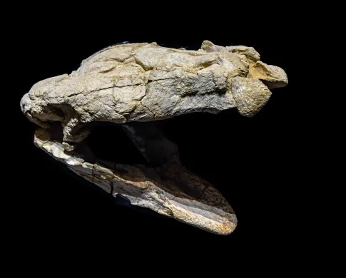 A fossil turtle skull