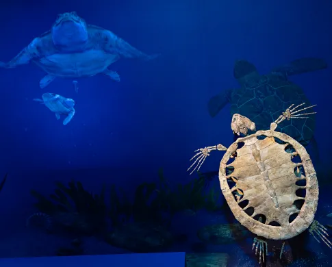 a sea turtle fossil with an animated backdrop