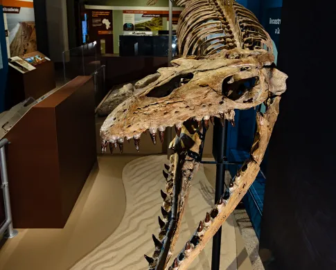 A skeleton of a mosasaur