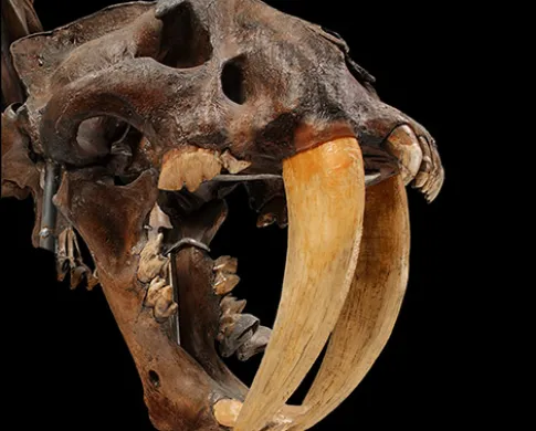 Saber-toothed cat