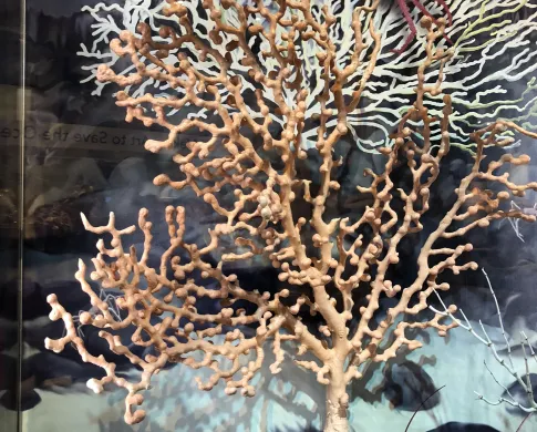 coral reef in the ocean hall exhibit 