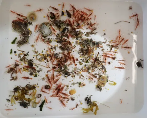 A white tray filled with water contains red striped shrimp, dark crabs, worms, pieces of shell, and algae. 