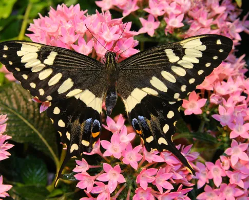 Papilio ophidicephalus - a black and yellow butterfly on a pink flower