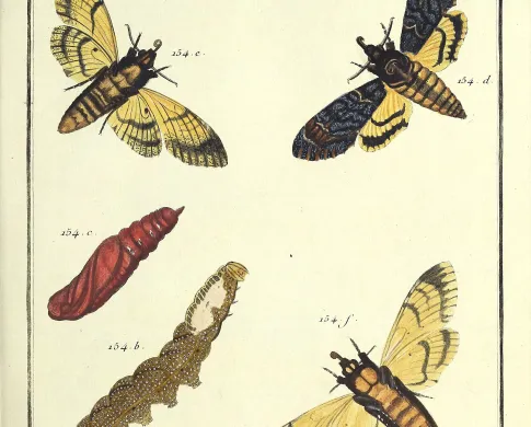 several colorful insects against yellow background 