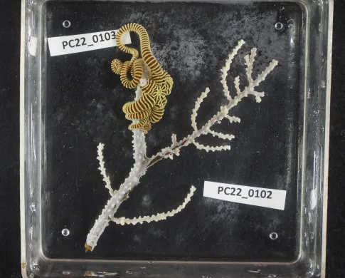 A piece of white coral with a yellow and brown striped brittle star wrapped around the branch; in a clear dish of water on a black background.