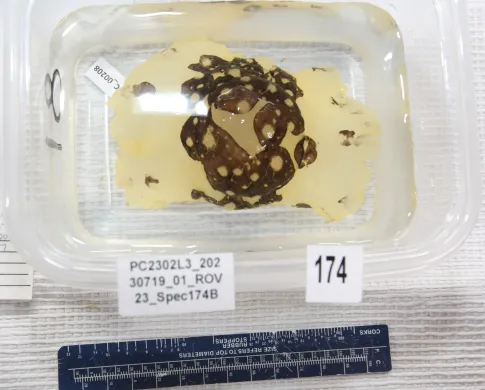 Nudibranch specimen with labels prepared for photography