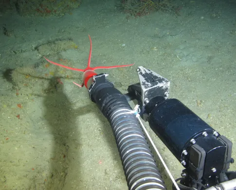 Submersible claw collecting a sea star from the ocean floor