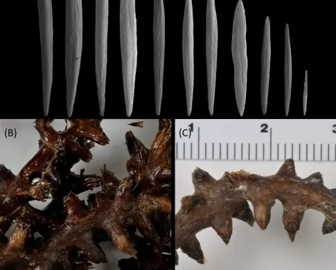 Top image is of sclerites from the polyp of Explorisis katharina. These sclerites are smaller than 3 mm and show longitudinal striations. B-C are close ups of the polyps of Explorisis Katharina. These polyps are volcano shaped and the tissue color is brown with sclerites visible that resemble those also pictured.