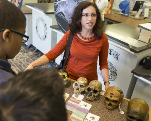 Briana in Q?rius (curious) explaining skulls of different hominids to visitors