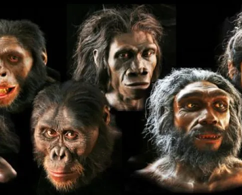 evolution in faces of fossils to humans 