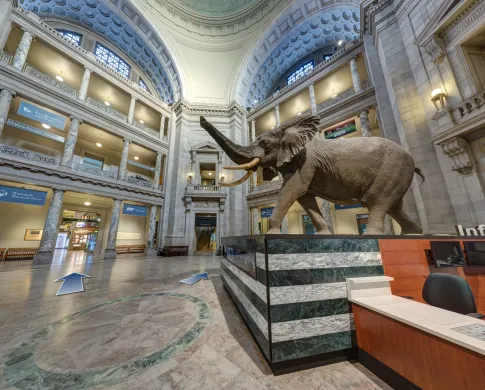 A wide view of the rotunda in museum with elephant in center on a stage and an information desk to the side front 