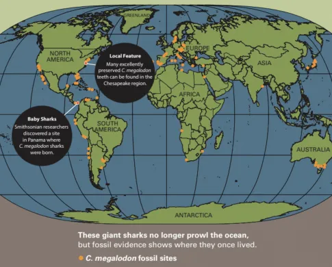 A map of where the megalodon once lived