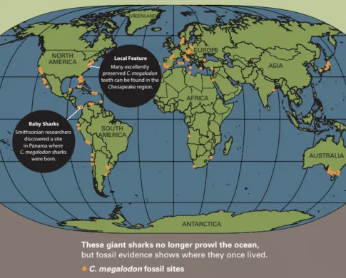 Mega-toothed Shark  Smithsonian National Museum of Natural History