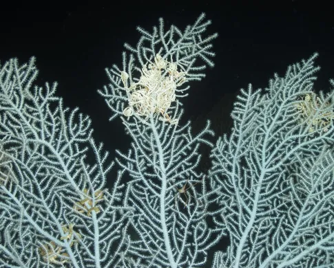 A fan-shaped white coral on a black background. Brittle stars with long thin legs are intertwined tightly with the coral branches. A spindly crab sits on the branches with claws extended.