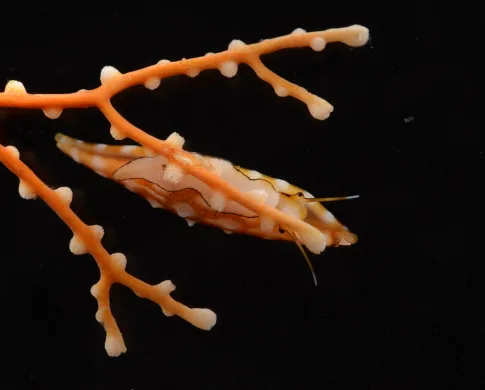 An orange snail with white spots crawling on a piece of soft coral with orange branches and white polyps.