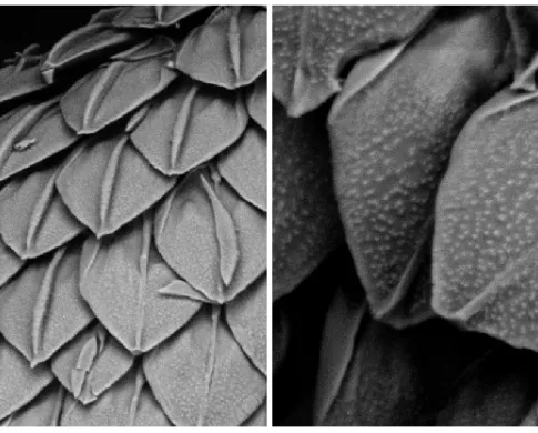 The image on the left shows the arrangement of scales in a new species of solenogasters. The scales have a leaflike shape and overlap one another while the image on the right highlights the detailed ornamentation of the scales which have small, raised bumps near the tip and a raised ridge down the midline of each scale. 