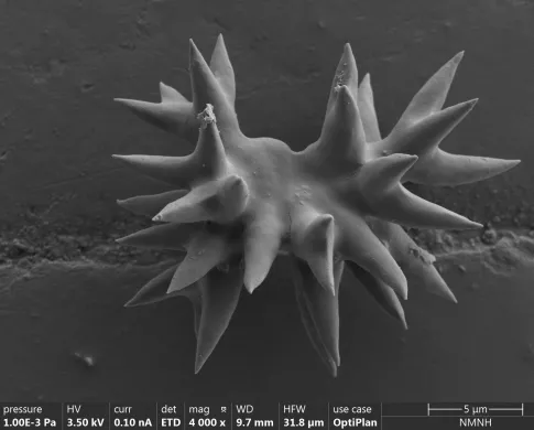 The image above shows a spicule from a new discovered sponge species in the Gulf of Mexico. The spicule has a dumbbell shape with spikes processes coming from all sides.