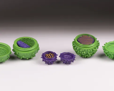 two green 3d viruses opened up with 2 pieces of purple on table in front