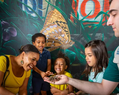 An Insect Zoo employee holds a tarantula in his hand as three children and a woman look in amazement. 