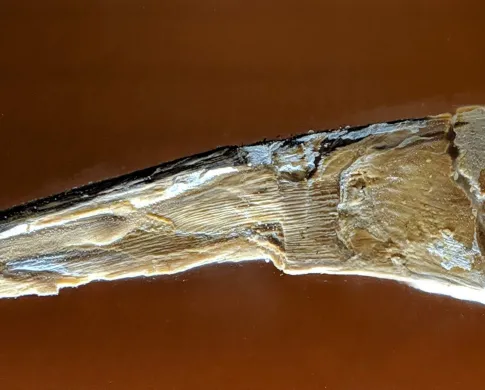 A whale earwax specimen in the Objects of Wonder exhibit.