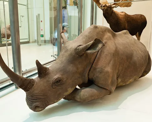 a white rhino sits in the museum mammals hall