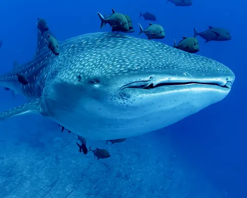 A whale shark swims with fish