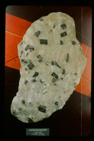 Staurolite-bearing schist (NMNH 137488)::10954701