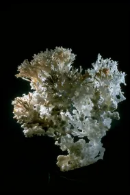 Aragonite (NMNH R12457)::10246475