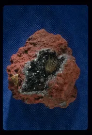 Millerite + Hematite (NMNH C494)::10964396