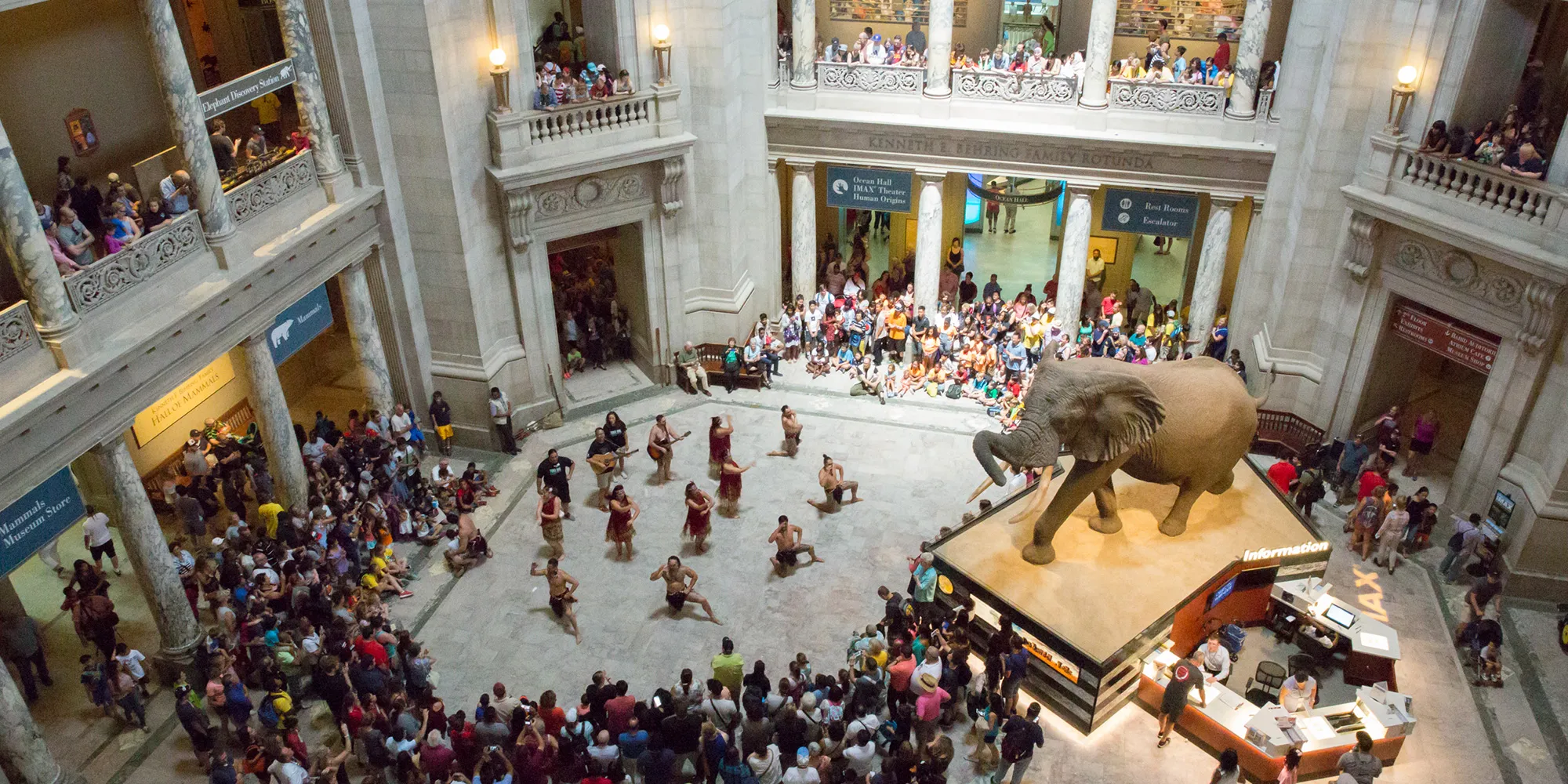 View looking down at the Rotunda floor, where a crowd has gathered around 15 Māori dancers performing next to the elephant.