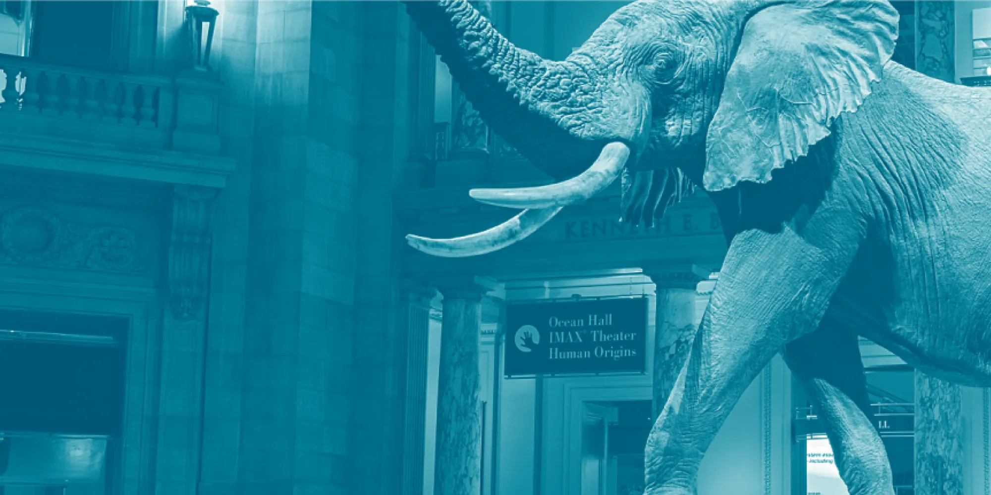 Elephant specimen in the rotunda of the museum