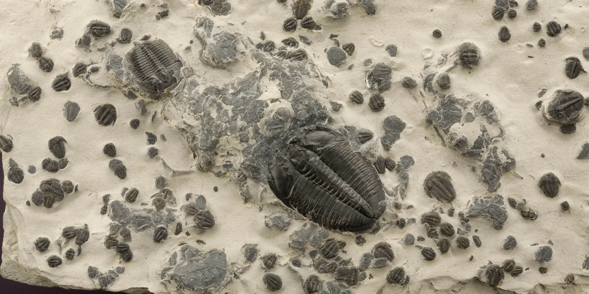 Image depicts a rock slab containing many trilobites of various sizes and taxa