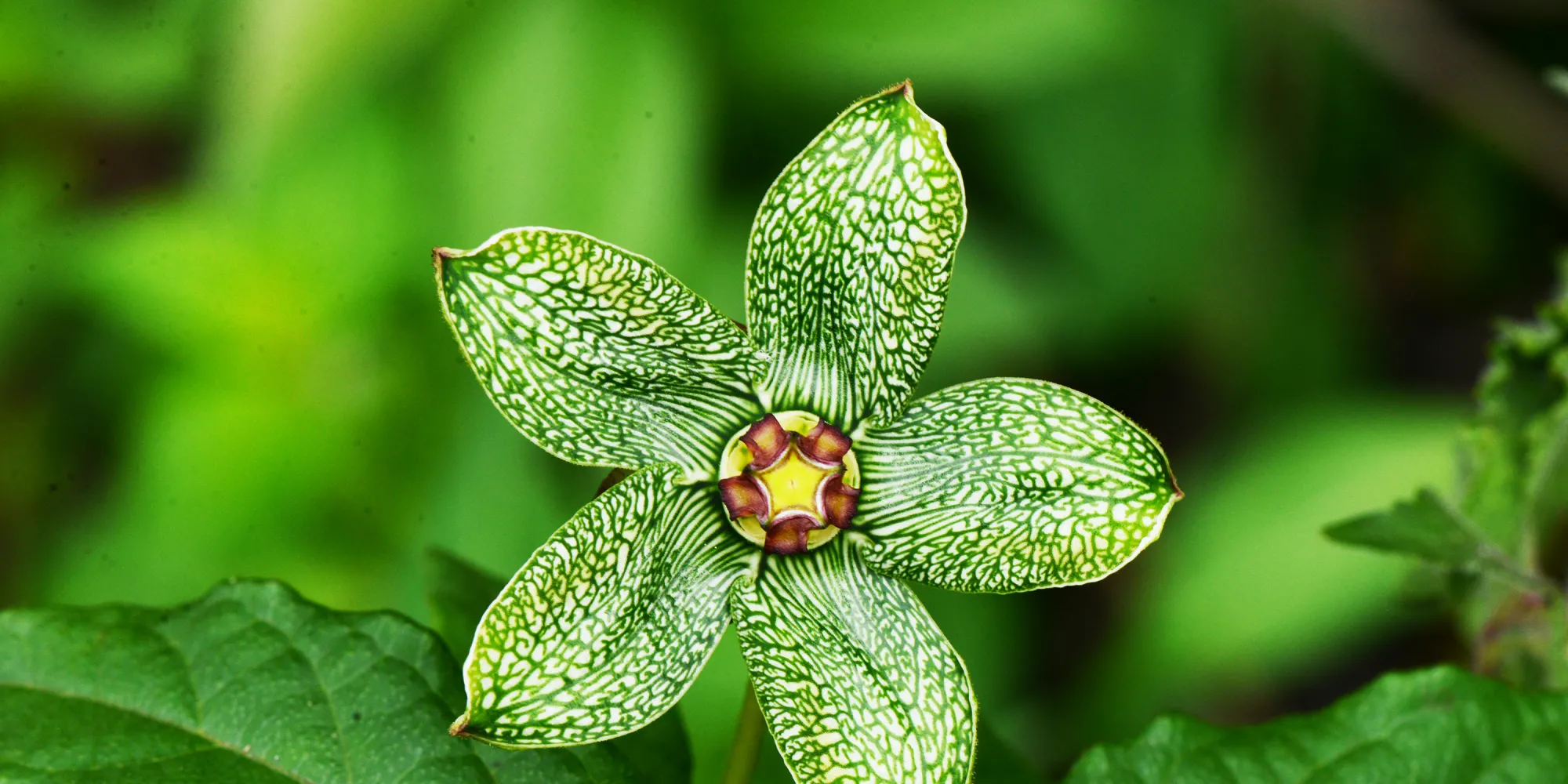 Flora of the Washington-Baltimore Area | Smithsonian National Museum of  Natural History