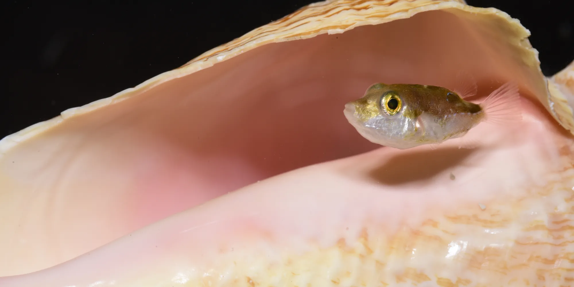 Rare and frightening footballfish washes up in California – again, Fish