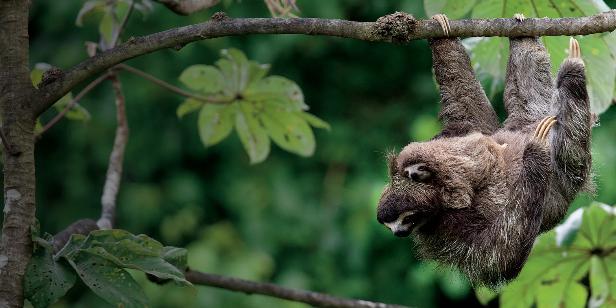 two sloths holding on a tree together with green leaves in back