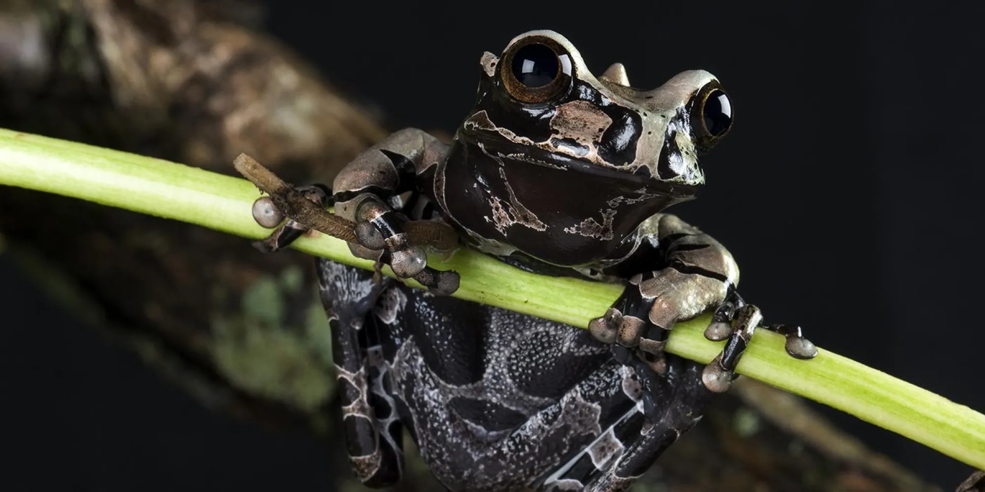 Coronated Tree Frog