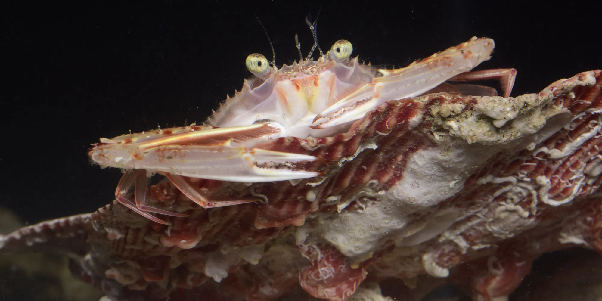 Swimming crab perched on a mollusk shell