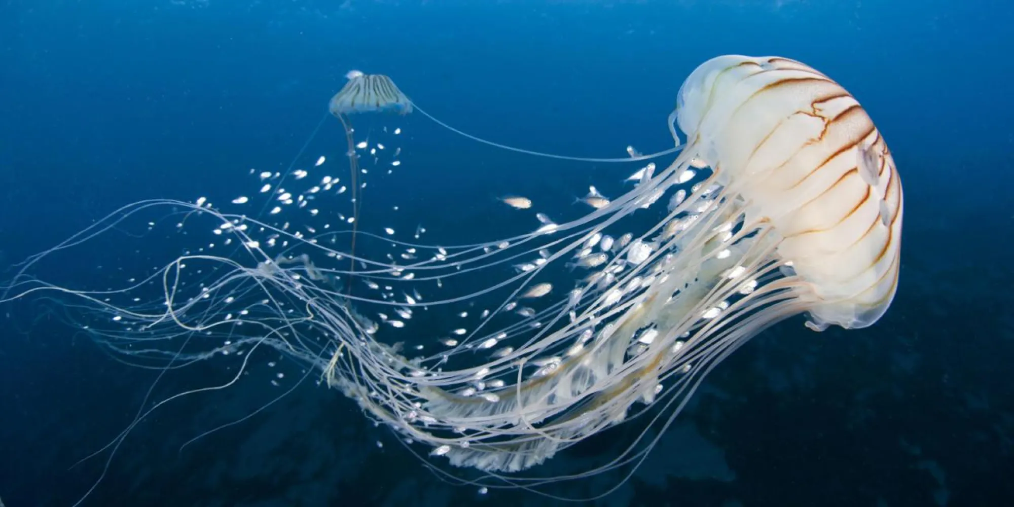 jellyfish in the ocean.