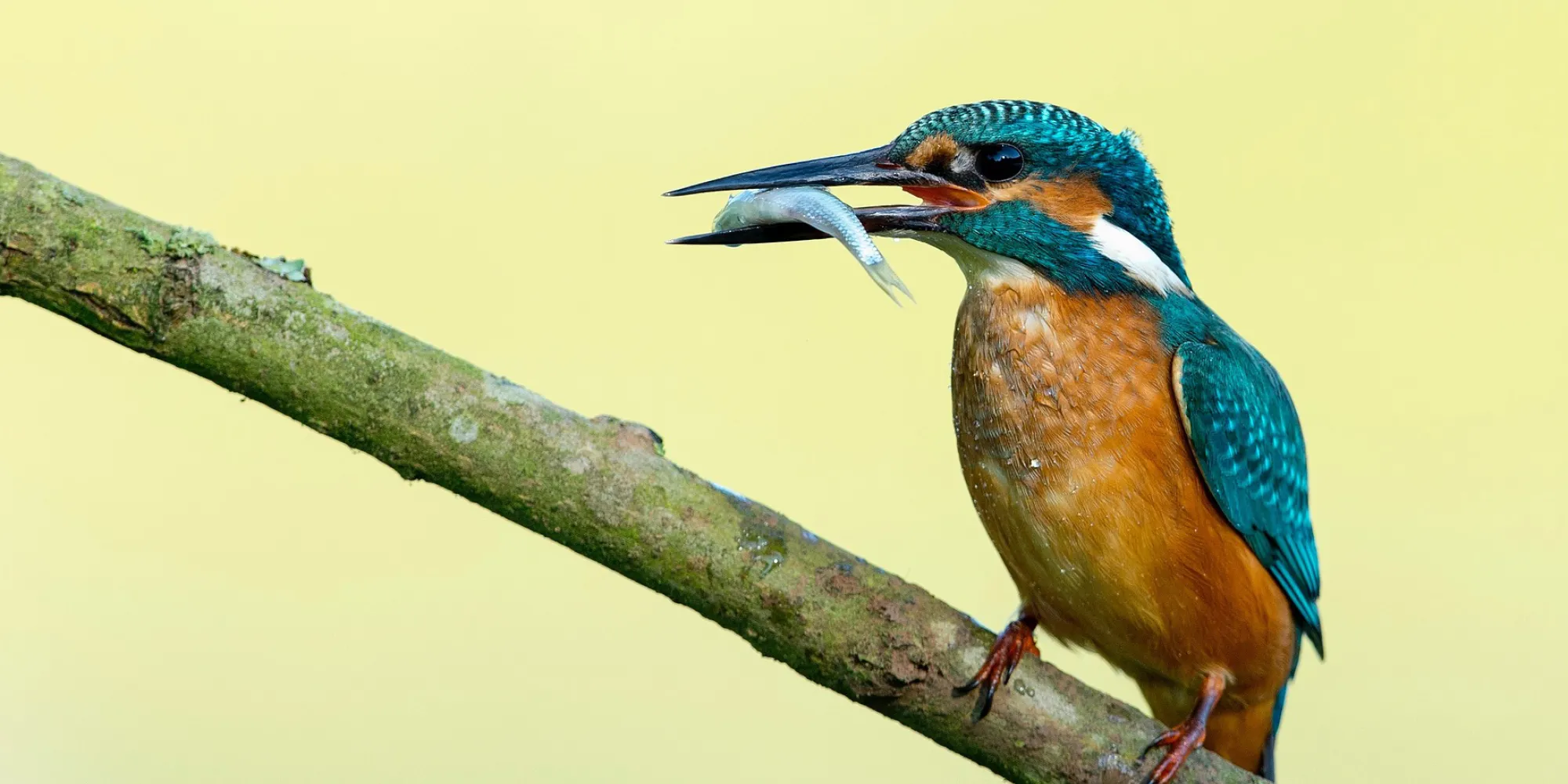 a kingfisher sits with a fish in mouth