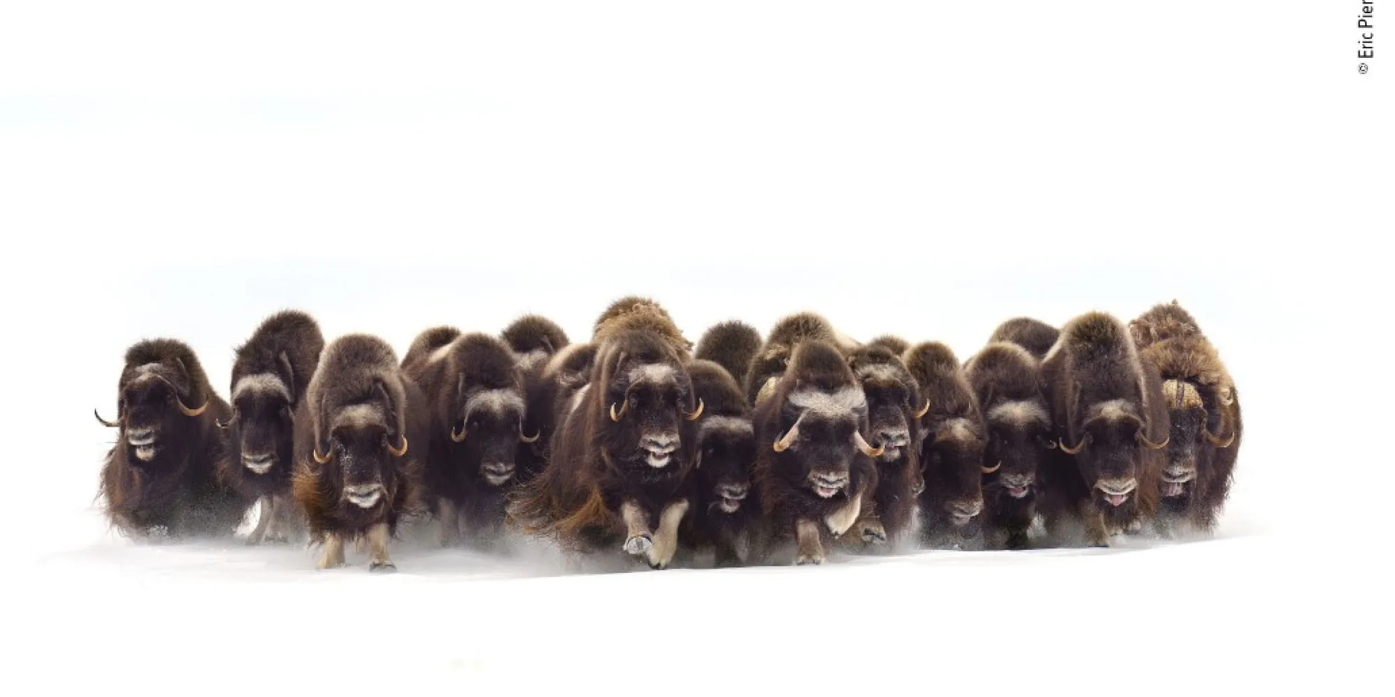 several large brown furry muskox charging in snow