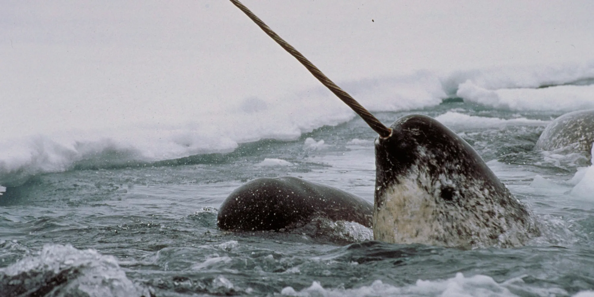 a narwhal points its tusk to the sky