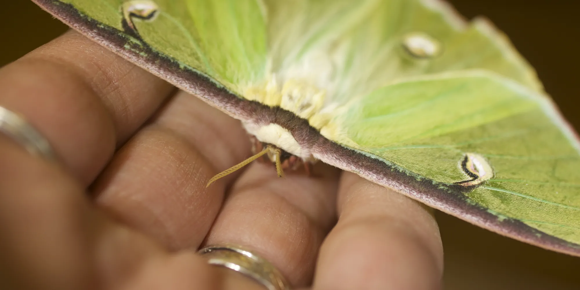 Luna Moth