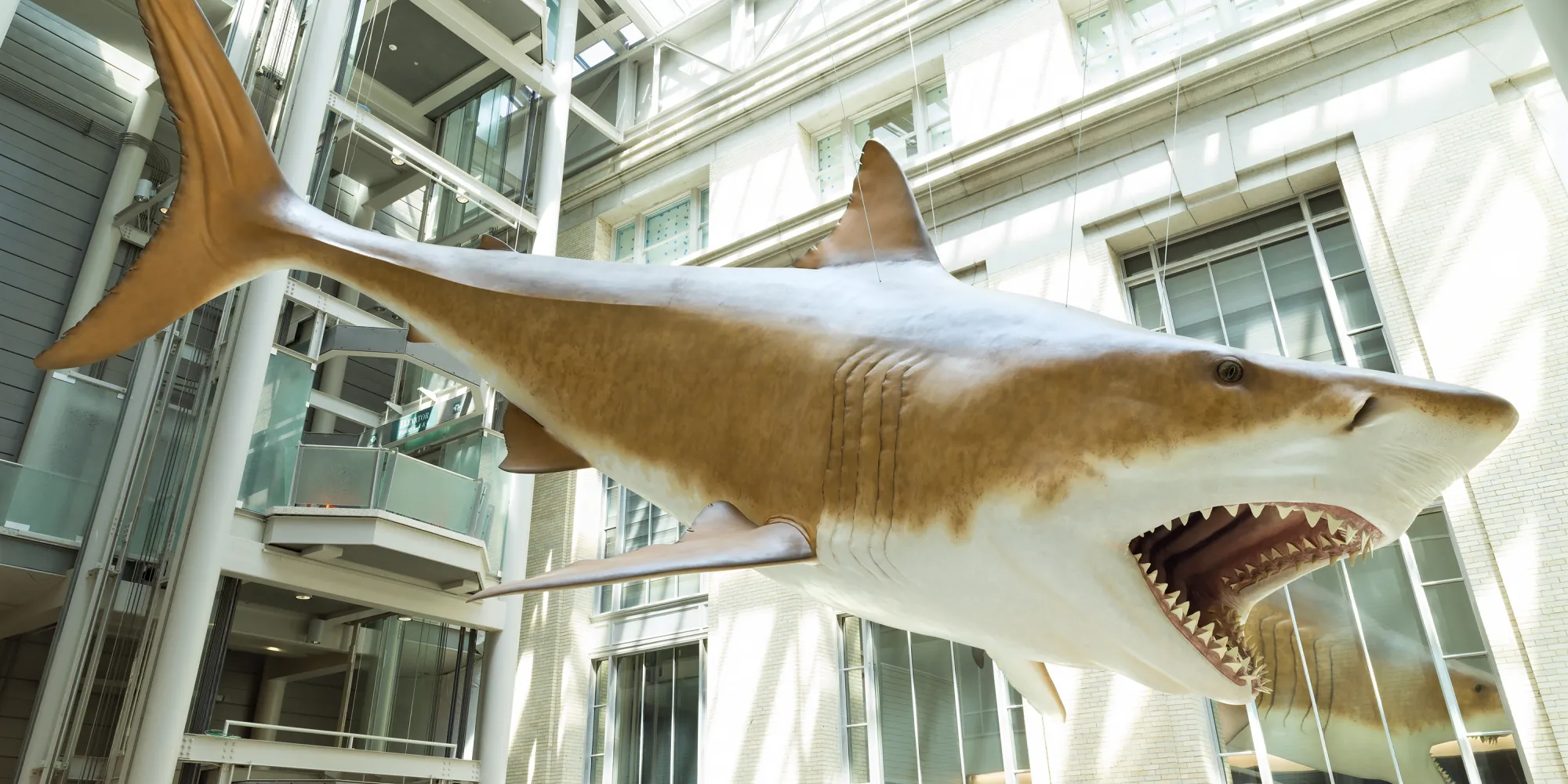 Mega-toothed Shark  Smithsonian National Museum of Natural History